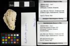Foto (Objekt + Etiketten) von Eodromites grandis (von Meyer 1857) 